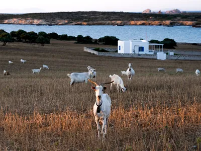 The Rooster | Wellness & Lifestyle Resort Antiparos