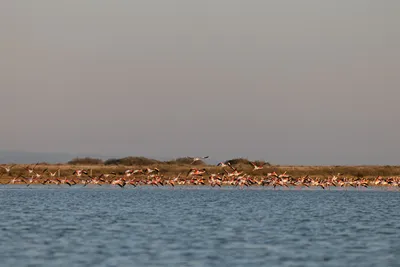 Flamingo Living Suites & Villas