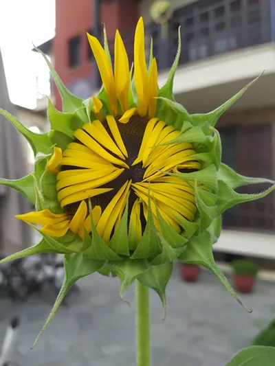 Helianthus Guesthouse