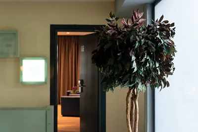 Pines Hotel