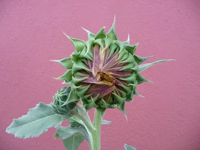 Helianthus Guesthouse