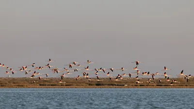 Flamingo Living Suites & Villas