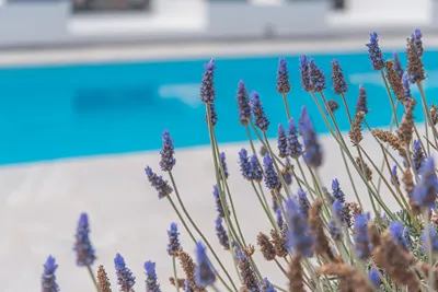 Golden Sunrise Suites Santorini