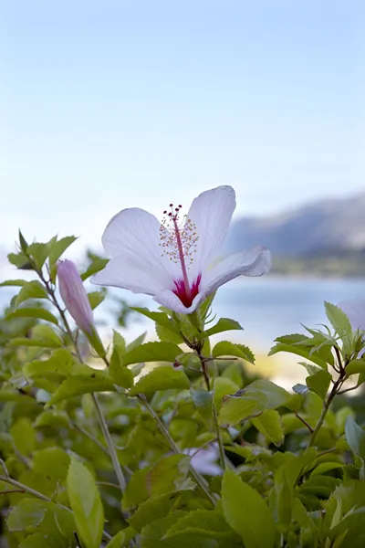Thalassa Boutique Hotel Kefalonia