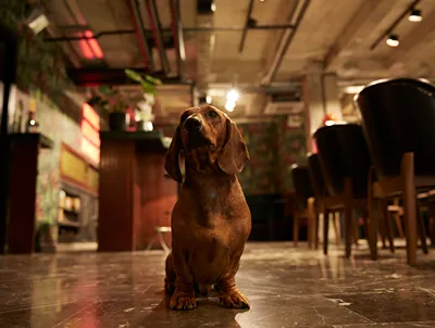 Max Brown Athens