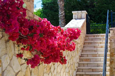 Il Tesori Dassia Villas Corfu