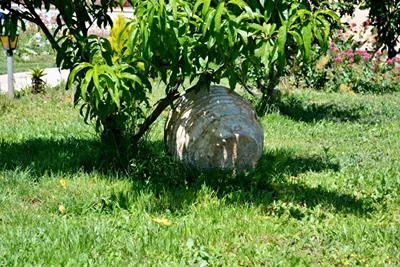 Vergina Star Lefkada