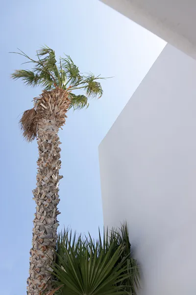 Cavo Bianco Santorini