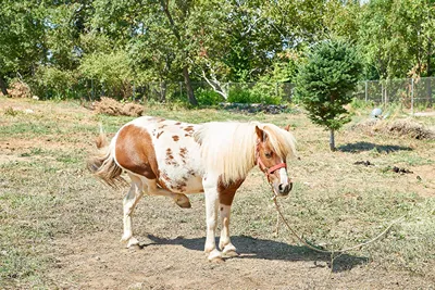 Karaiskos Farm