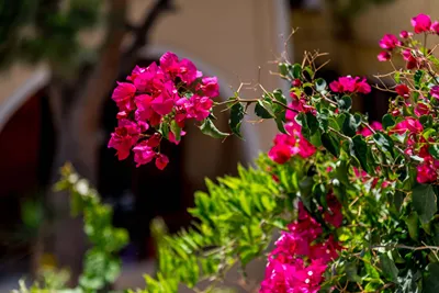 Ifestia Hotel Santorini
