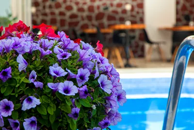 Plastiras Rooms Santorini