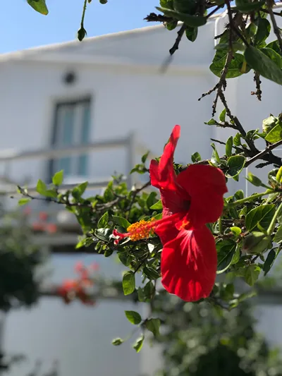 Andriani's Guest House