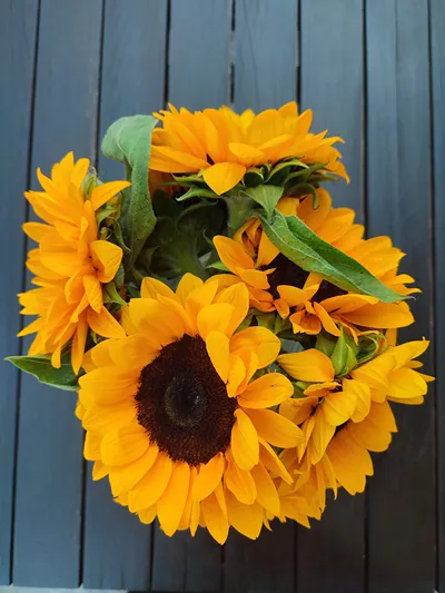 Helianthus Guesthouse