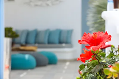 Ibiscus Boutique Hotel Mykonos