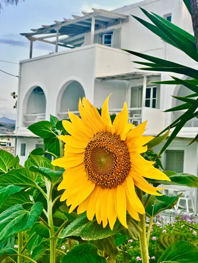Margarita Studios