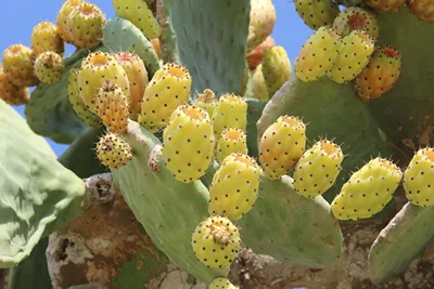 GOJI Vegan Hotel