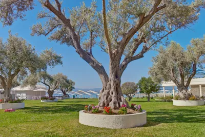 Palmariva Beach Hotel by Anayia All Inclusive Resorts