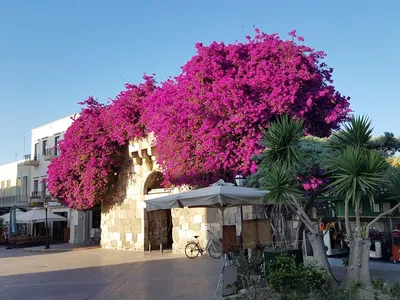 Kosta Palace Hotel