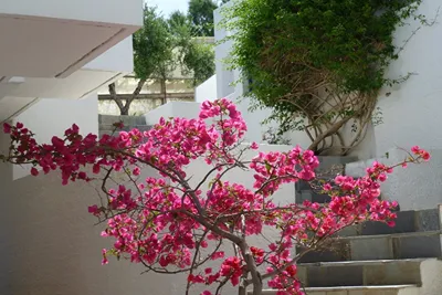 Plakias Bay Hotel
