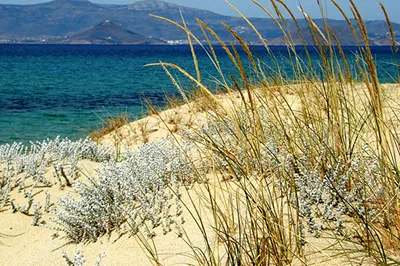 Blue Harmony Apartments Naxos