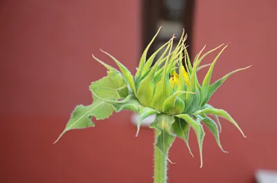 Helianthus Guesthouse