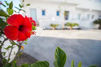 Odysseas Hotel Santorini