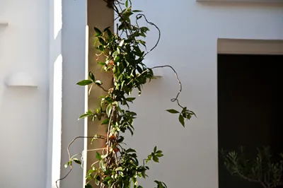 Smaragdi Hotel Sifnos