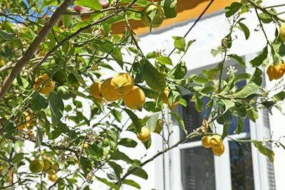 Douskos Citrus Apartments Hydra