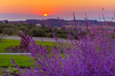 Mint Retreat Suites Halkidiki