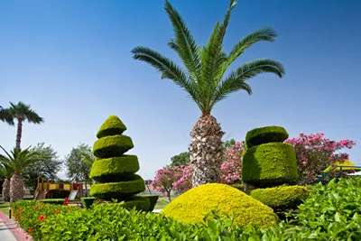 Corali