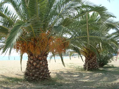 Kalives Resort Hotel