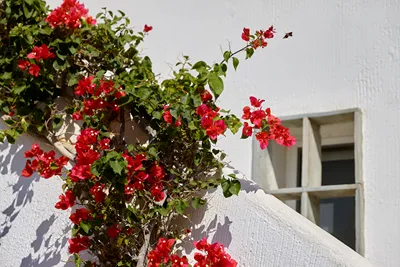 Alexander Beach Hotel & Village
